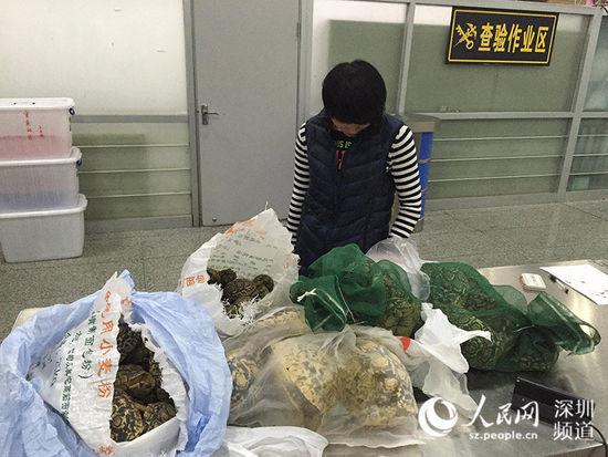 深圳查获旅客背80只活乌龟过关 总重量34公斤