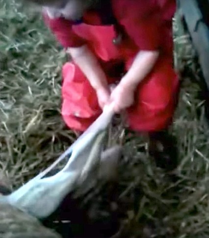 3岁萝莉穿迷你工装给羊接生 成为全英小网红