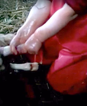 3岁萝莉穿迷你工装给羊接生 成为全英小网红