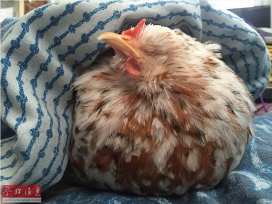 谢不杀之恩!顽强无眼鸡变动物界网红~