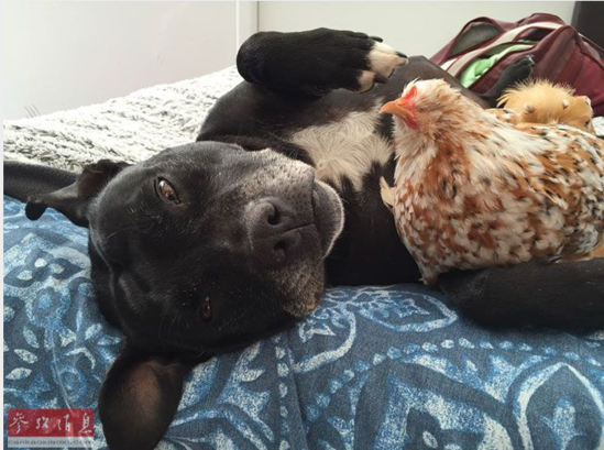 谢不杀之恩!顽强无眼鸡变动物界网红~