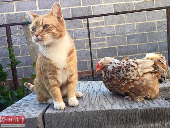 谢不杀之恩!顽强无眼鸡变动物界网红~