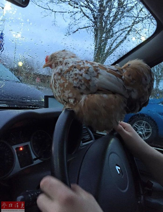 谢不杀之恩!顽强无眼鸡变动物界网红~