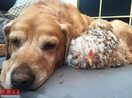 谢不杀之恩!顽强无眼鸡变动物界网红~