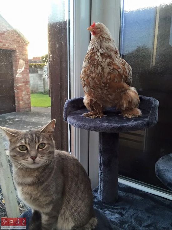 谢不杀之恩!顽强无眼鸡变动物界网红~