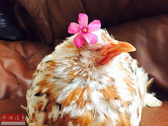 谢不杀之恩！顽强无眼鸡变动物界网红~