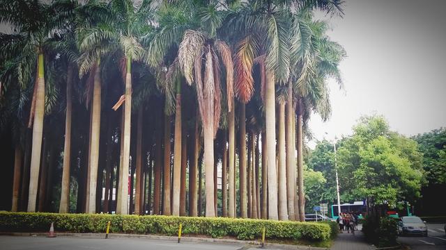 深圳的夏天，几个免费又好玩的避暑休闲好去处