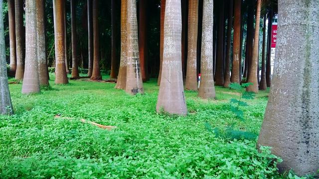 深圳的夏天，几个免费又好玩的避暑休闲好去处