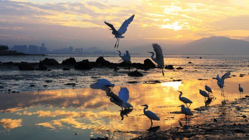 深圳湾湿地公园