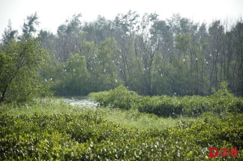 海上田园湿地公园