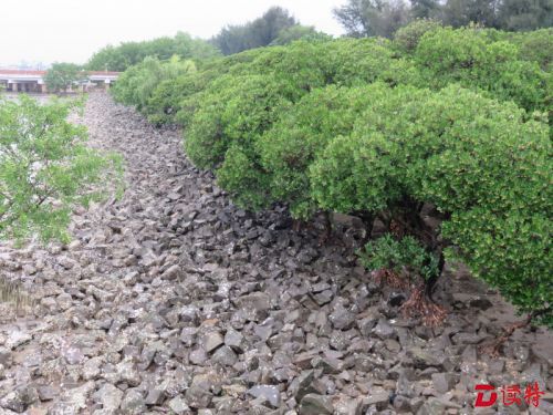 西湾红树林湿地公园