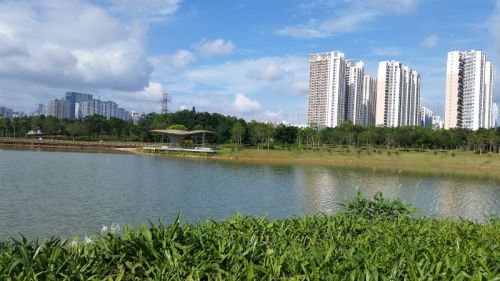 福田红树林湿地公园。