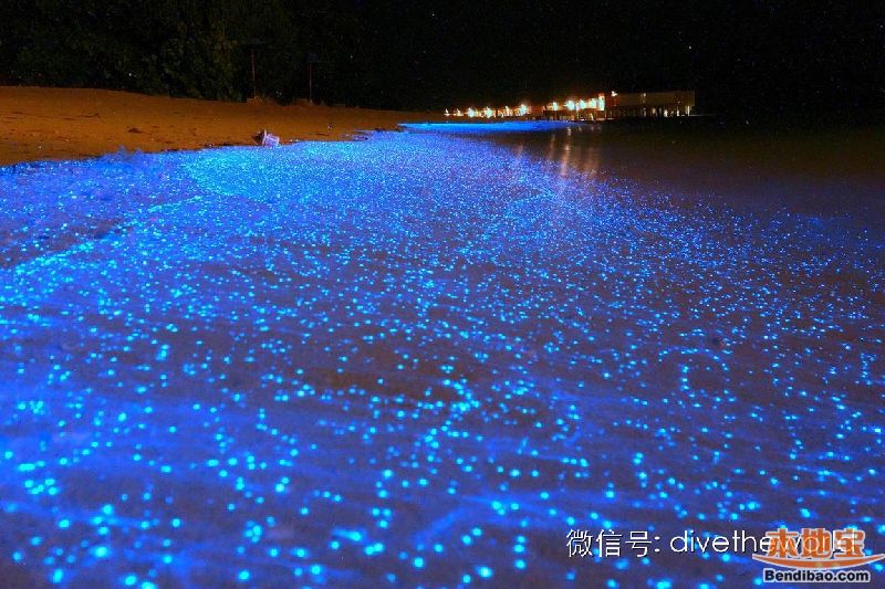 西涌现荧光海奇景 不是蓝眼泪而是夜光藻(图文)