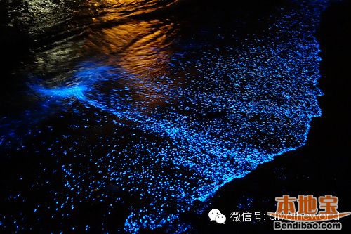 西涌现荧光海奇景 不是蓝眼泪而是夜光藻(图文)