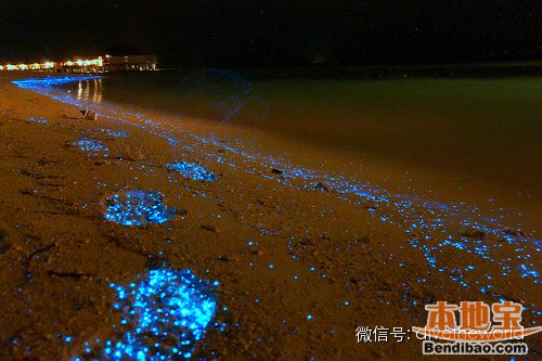 西涌现荧光海奇景 不是蓝眼泪而是夜光藻(图文)