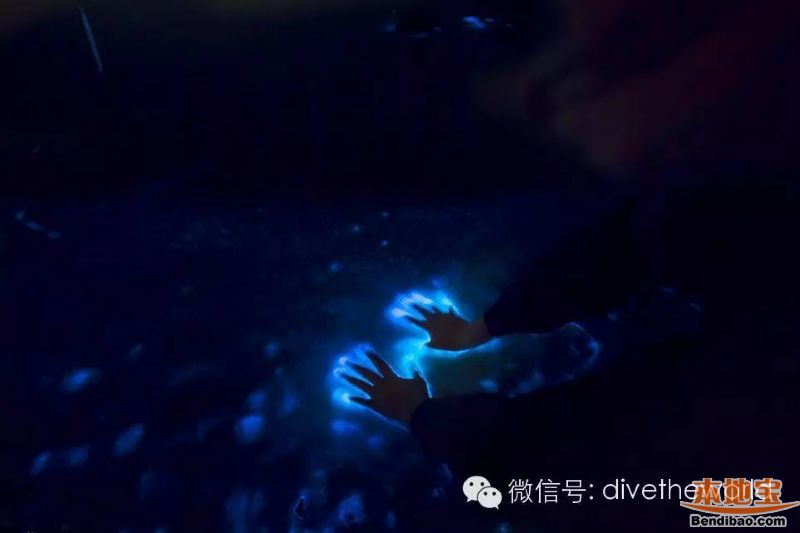 西涌现荧光海奇景 不是蓝眼泪而是夜光藻(图文)