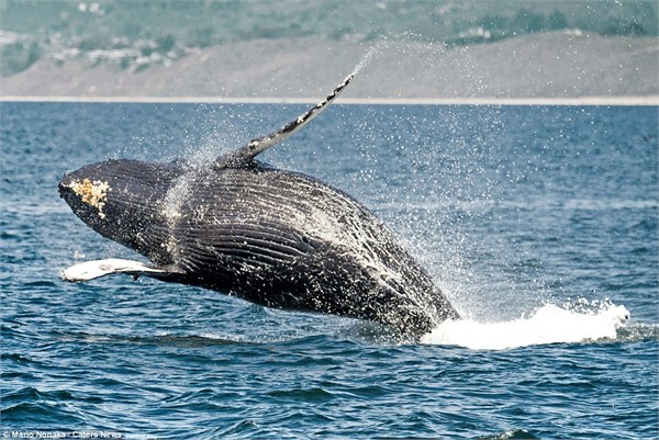 座头鲸跃出水面瞬间 看似在向海鸟招手