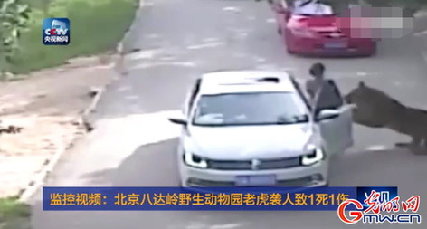 北京动物园老虎袭人致1死 事发时监控曝光