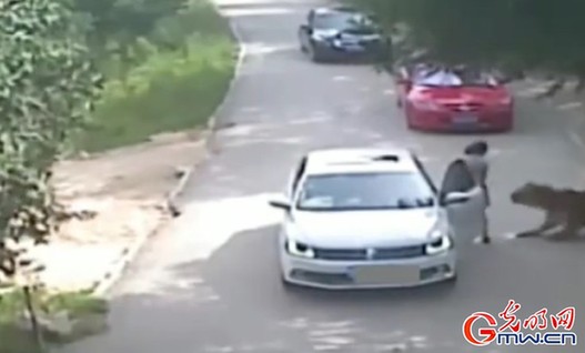 北京动物园老虎袭人致1死 事发时监控曝光