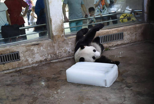 武汉36度高温 大熊猫抱冰块打滚成网红