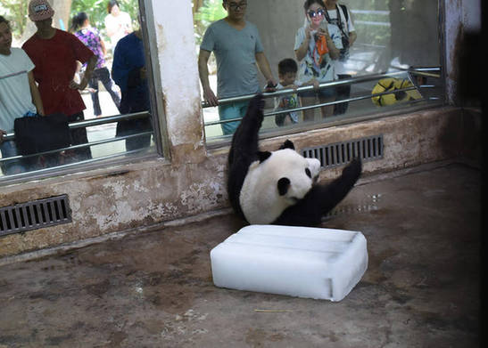 武汉36度高温 大熊猫抱冰块打滚成网红