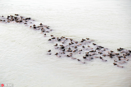 震撼！四川蓬安上演“百牛渡江”生态奇观【2】