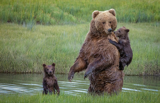 熊妈妈背熊宝过河 摄影师：这些照片怎么也看不够