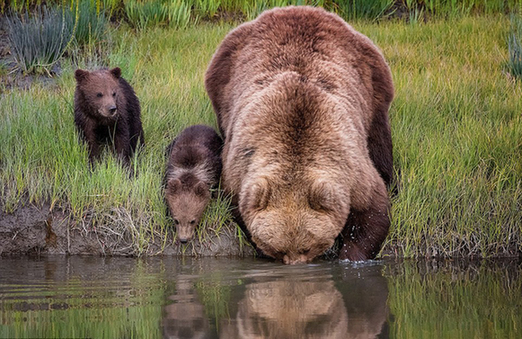 熊妈妈背熊宝过河 摄影师：这些照片怎么也看不够