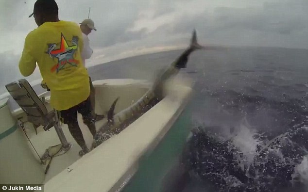 大旗鱼成网红 不请自来跳上船引垂钓者大笑