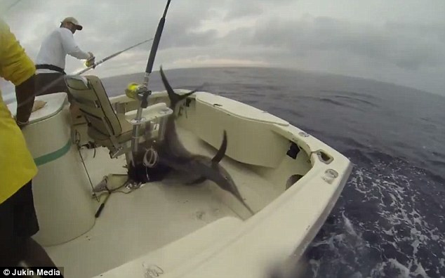 大旗鱼成网红 不请自来跳上船引垂钓者大笑