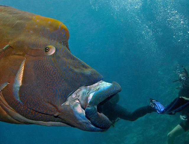 苏眉鱼无端变网红 在大堡礁海底上演“大吞活人”