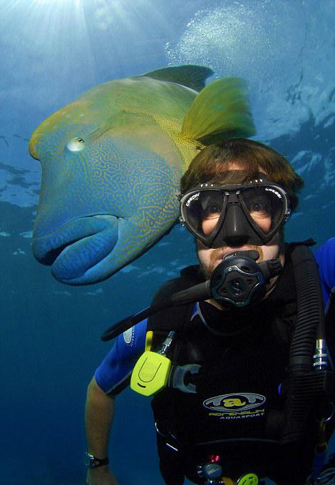 苏眉鱼无端变网红 在大堡礁海底上演“大吞活人”