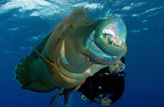 苏眉鱼无端变网红 在大堡礁海底上演“大吞活人”