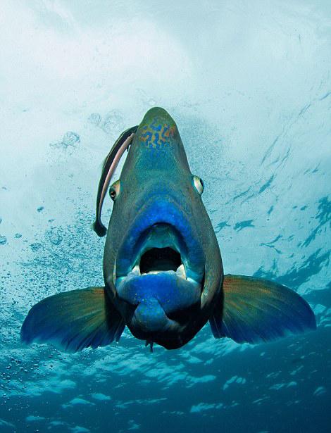 苏眉鱼无端变网红 在大堡礁海底上演“大吞活人”