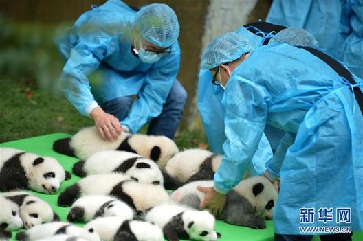 （社会）（1）成都：今年新生大熊猫宝宝集体亮相