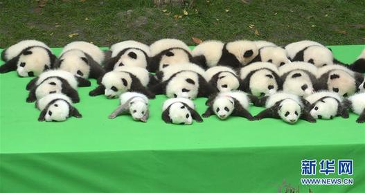 （社会）（2）成都：今年新生大熊猫宝宝集体亮相