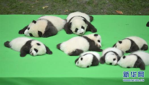 （社会）（4）成都：今年新生大熊猫宝宝集体亮相