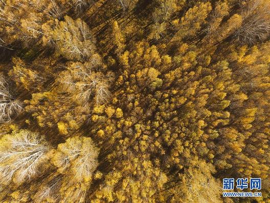 #（秋季美丽生态）（1）草原秋意浓