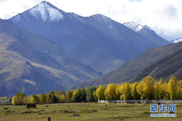 （晚报）（1）拉萨河谷秋色美