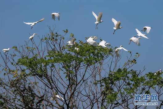 #（生态）（1）鹭舞寒露