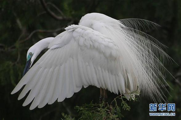 #（生态）（2）鹭舞寒露