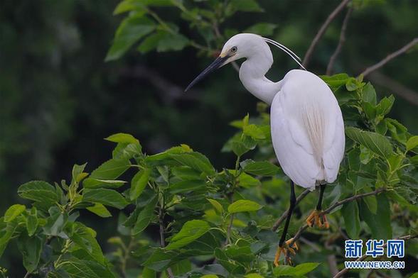 #（生态）（3）鹭舞寒露