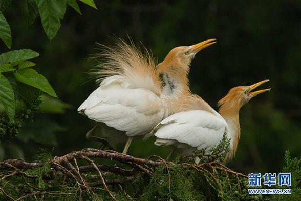 #（生态）（4）鹭舞寒露