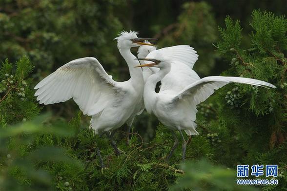 #（生态）（5）鹭舞寒露