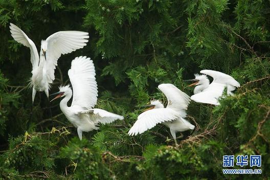 #（生态）（6）鹭舞寒露