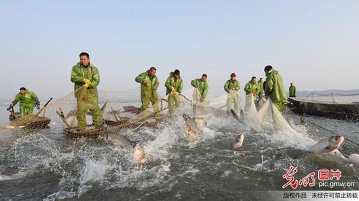 江西新余仙女湖：冬季开捕鱼满仓