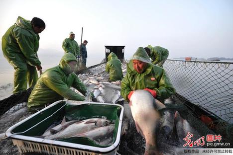 江西新余仙女湖：冬季开捕鱼满仓