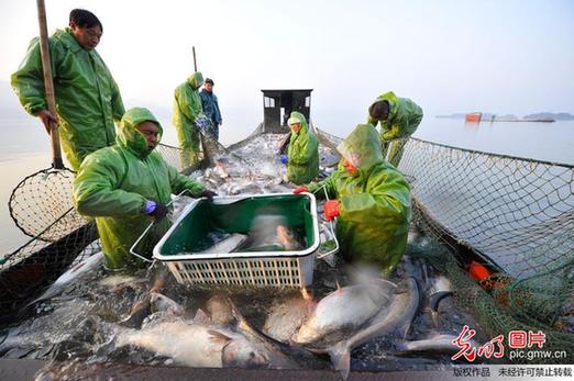 江西新余仙女湖：冬季开捕鱼满仓