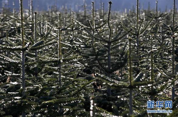 （外代二线）英国的圣诞树林场