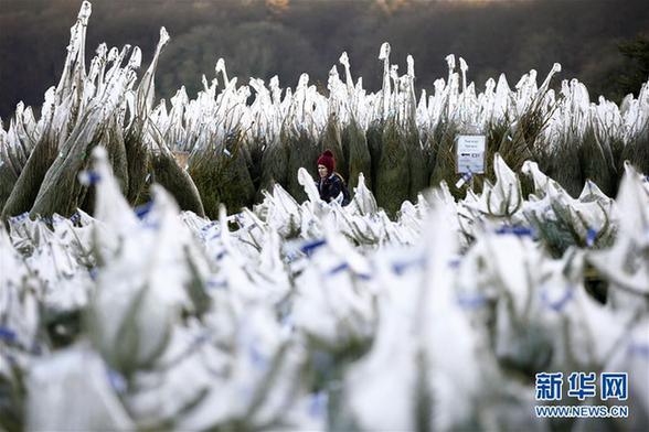 （外代二线）英国的圣诞树林场